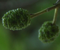 Green Is Hope