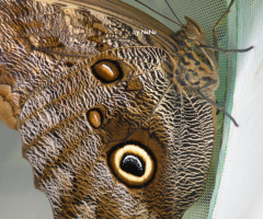 Owl Butterfly