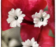 Crimson Bougainvillea 