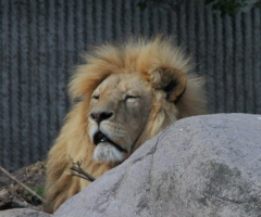 Sleepy Lion