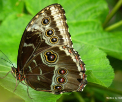 Blue Morpho