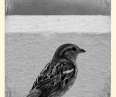 A lonesome sparrow 
