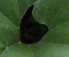 Looking Through A Leaf