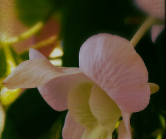 pink orchid 