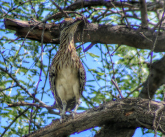 An Arizona Road Runner With Dinner