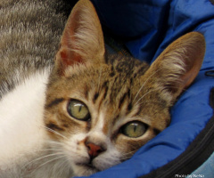 World day of the cat