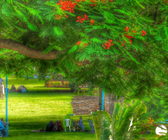 Green Heaven