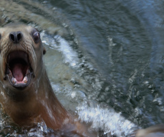 The Power Of A Sea Lion