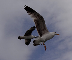 hey özgürlük.....