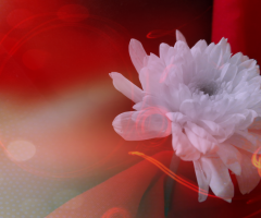 Color Of Life II 