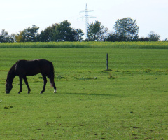 Grasendes Pferd