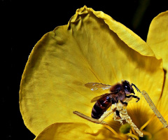 Arı İşbaşında - Bee at work