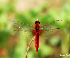 makro biraz