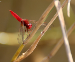 Red Yusufçuk