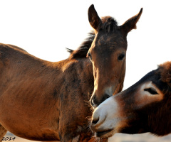  really friendship .. Donkey & foal 