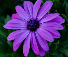 In purple  tone