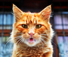 kedi