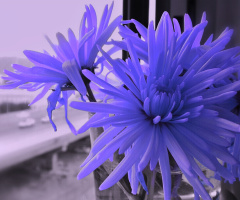 purple blooms at my window