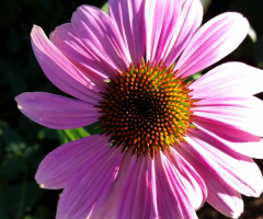 Flower On My Way