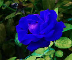 Zur blauen Stunde