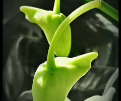 Sunlit on the buds of orchid