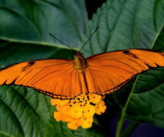 Julia Butterfly