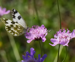 Bath White Butterfly