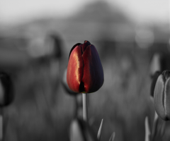 Tulip