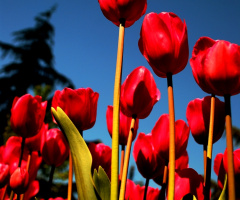 Laleler/ Tulips