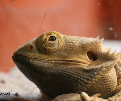 Yellow Iguana