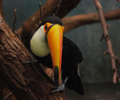 Love Birds
