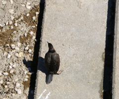 Cormoran
