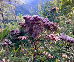 karadeniz manzarası