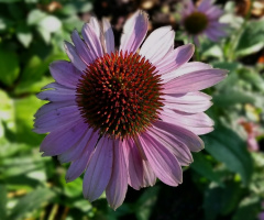 A Friend Of The Sun...