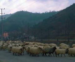 SÜRÜ / NÜYORUM