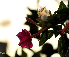 flower with bird feather