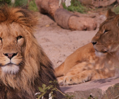 The King And His Queen
