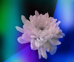 My World of Dream