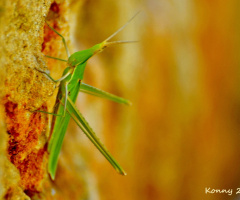 Acrida bicolor