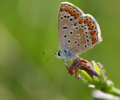 Chapman's Blue