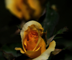 Sarı gül / Yellow rose