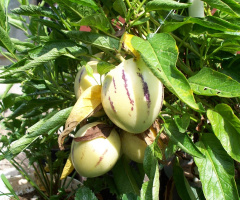 Pepino 