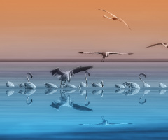 Flamingolar