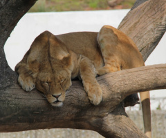 A Lionnap In The Sun