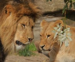 Lion Lovers