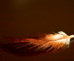 Tüy / Feather