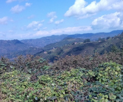 ordu-yeşilköyden manzara