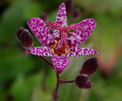 Tricyrtis formosa/Wild orchid/Tiger lily