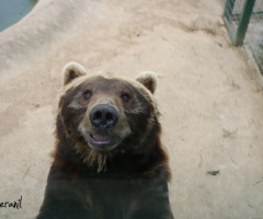 Cantabrian Brown Bear