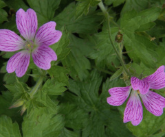 Pink Wíth Green.